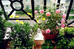 <b>室內(nèi)風(fēng)水適合擺放什么植物？</b>